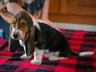 Basset Hound dogs Chris - Ad 3