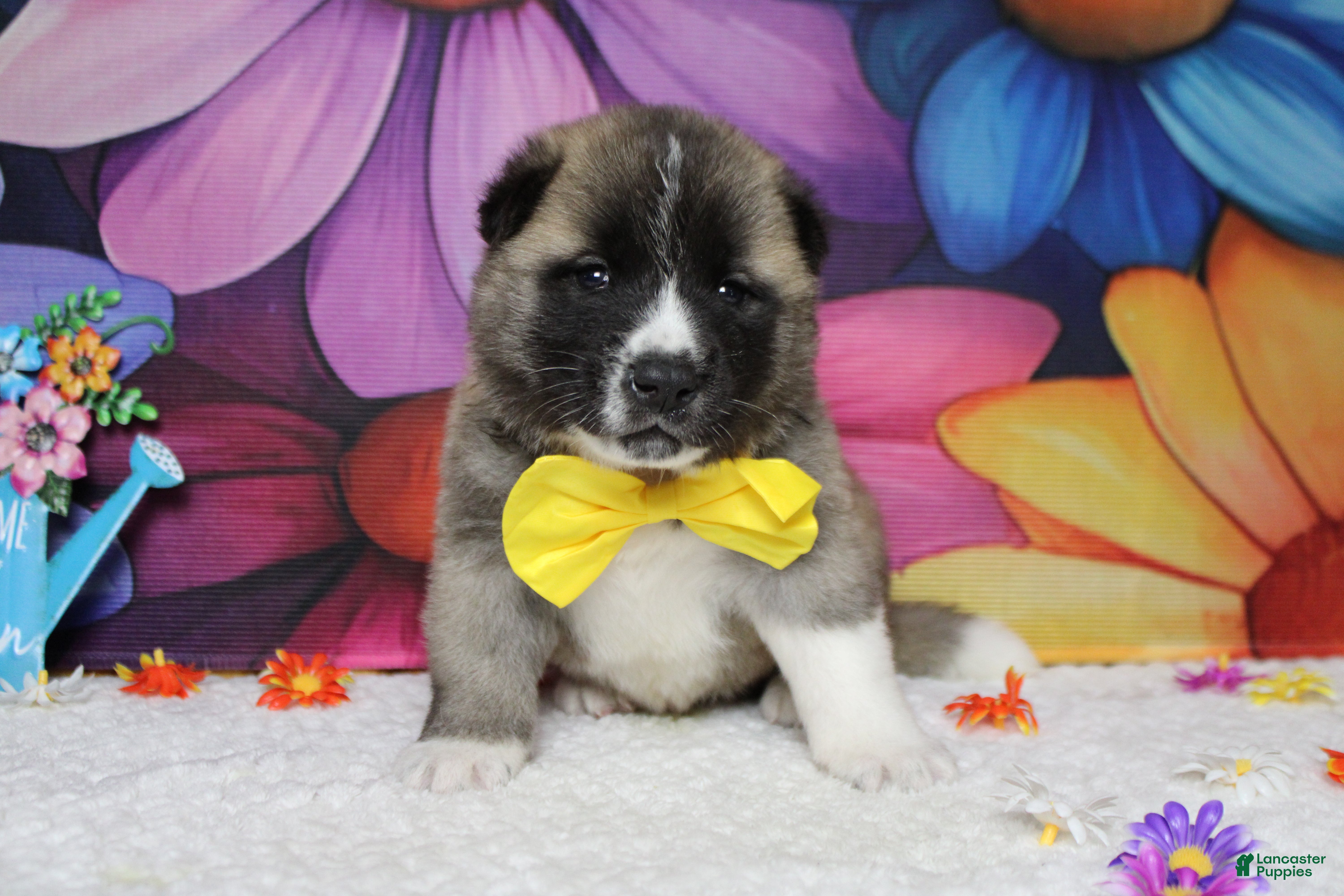 Akita dogs Cortland  - Ad 13