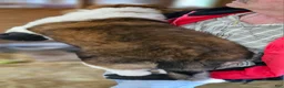 Mixed Breed dogs for sale: Mixed Breed Puppy 1 - Ad 6