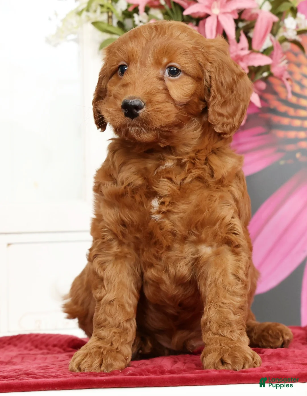 Mini Goldendoodle dogs for sale: Max - Ad 2