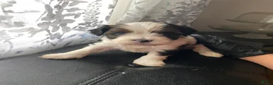 Shih Tzu Puppy 10