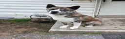 Akita dogs for sale: Aries  - Ad 10