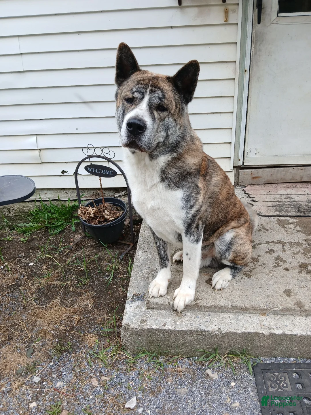 Akita dogs for sale: Aries  - Ad 10