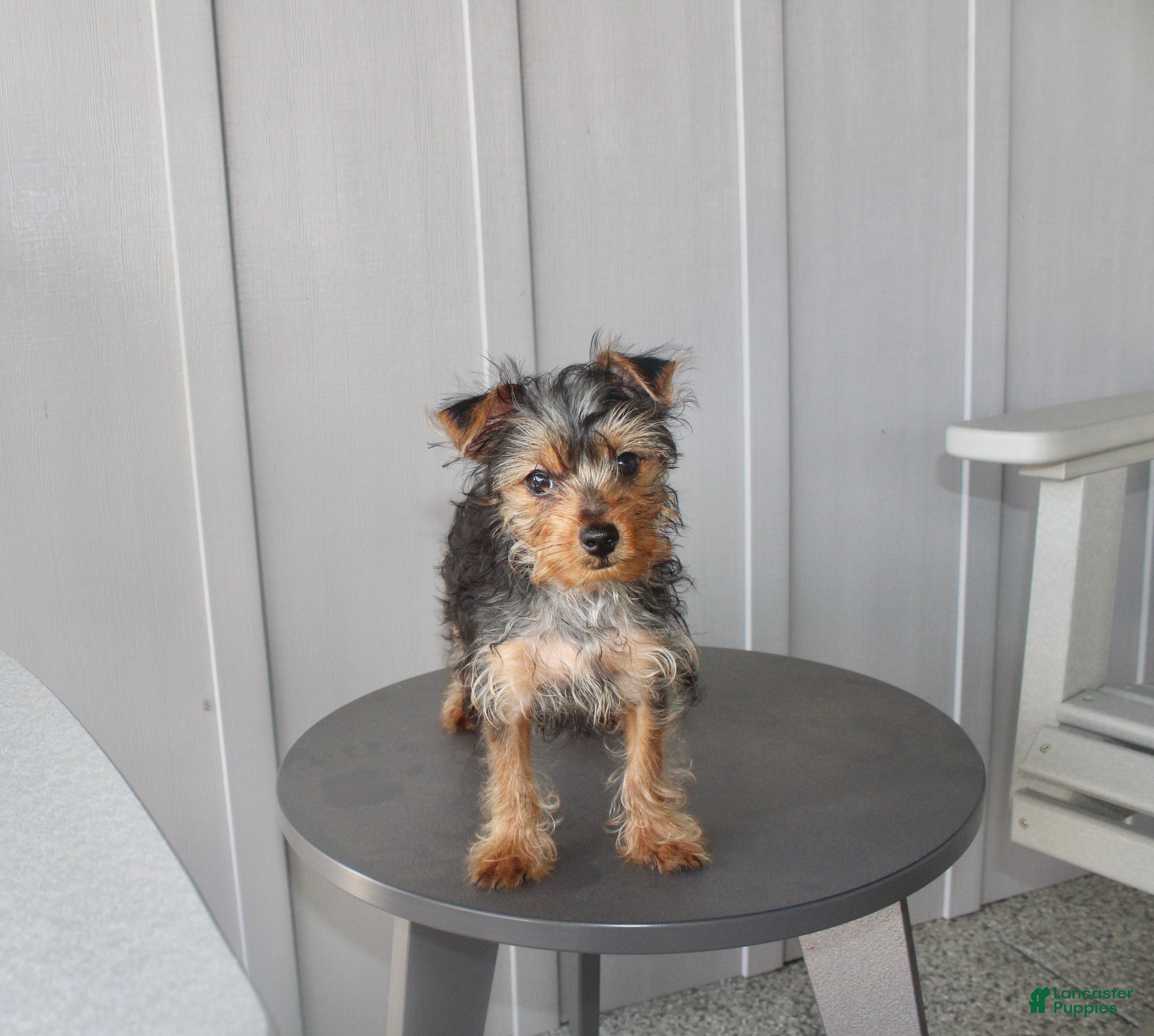 Yorkshire Terrier dogs Pluto - Ad 2