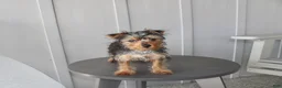 Yorkshire Terrier dogs for sale: Pluto - Ad 8