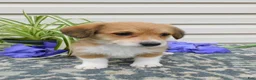 Corgipoo dogs for sale: Lexi - Ad 5