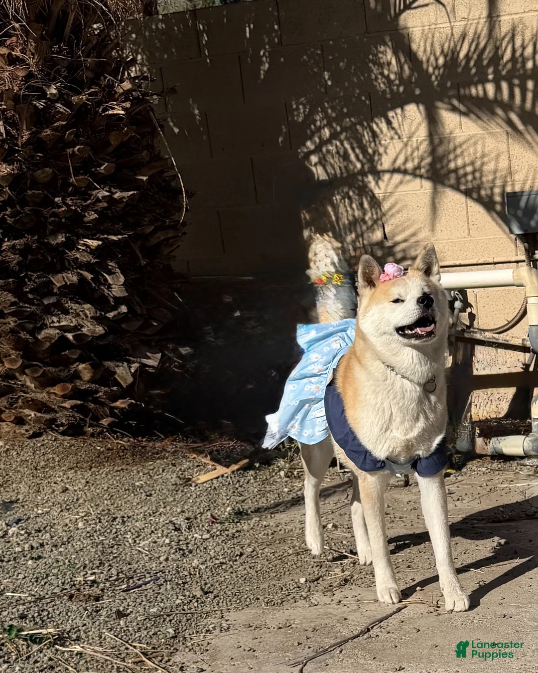 Akita dogs for sale: Momoiro - Ad 3