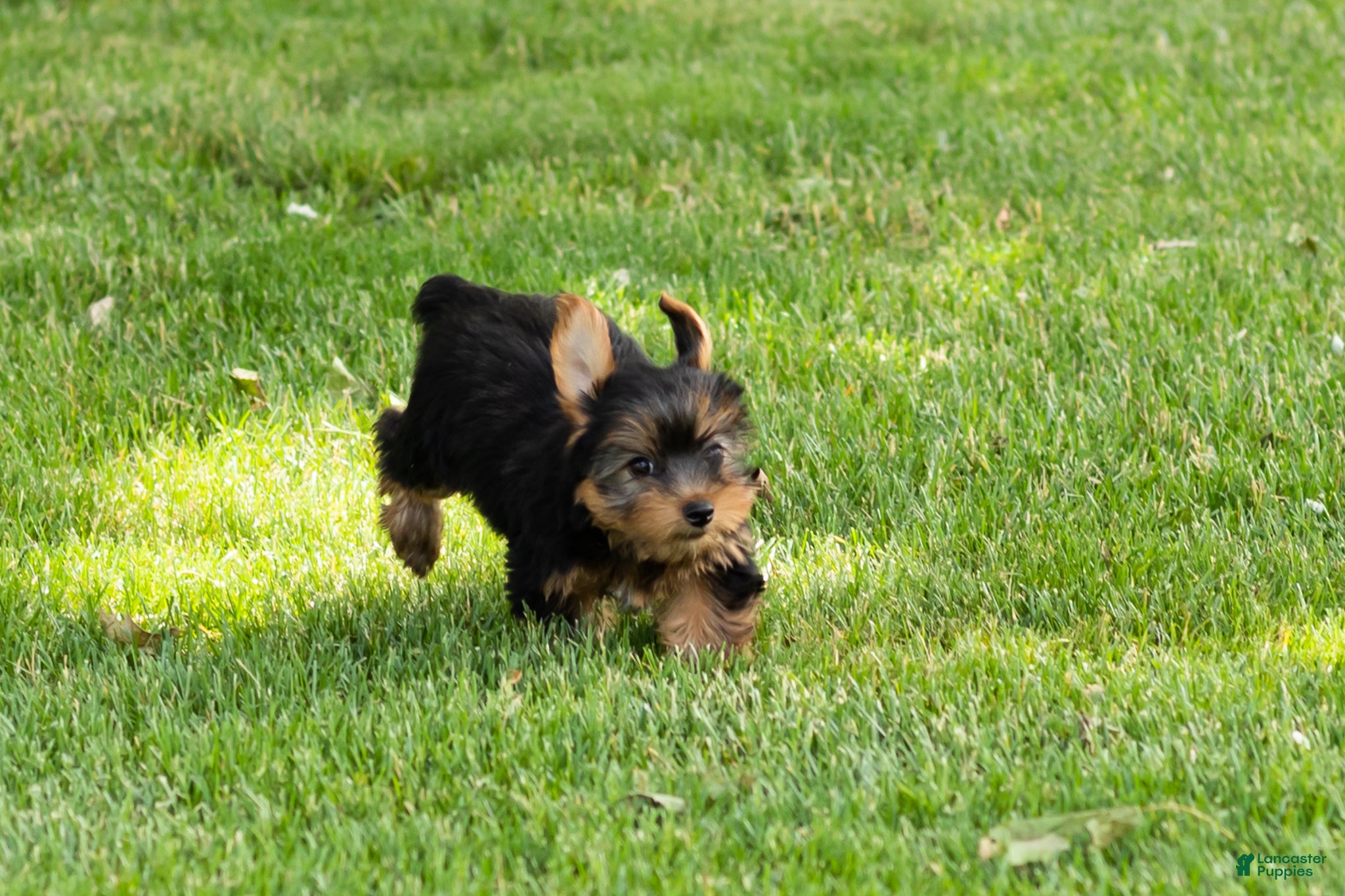 Yorkshire Terrier dogs Mike  - Ad 40
