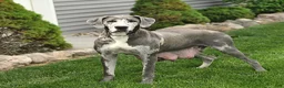 Great Dane dogs for sale: Lewis - Ad 6