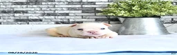 French Bulldog dogs for sale: Atlas - Ad 4