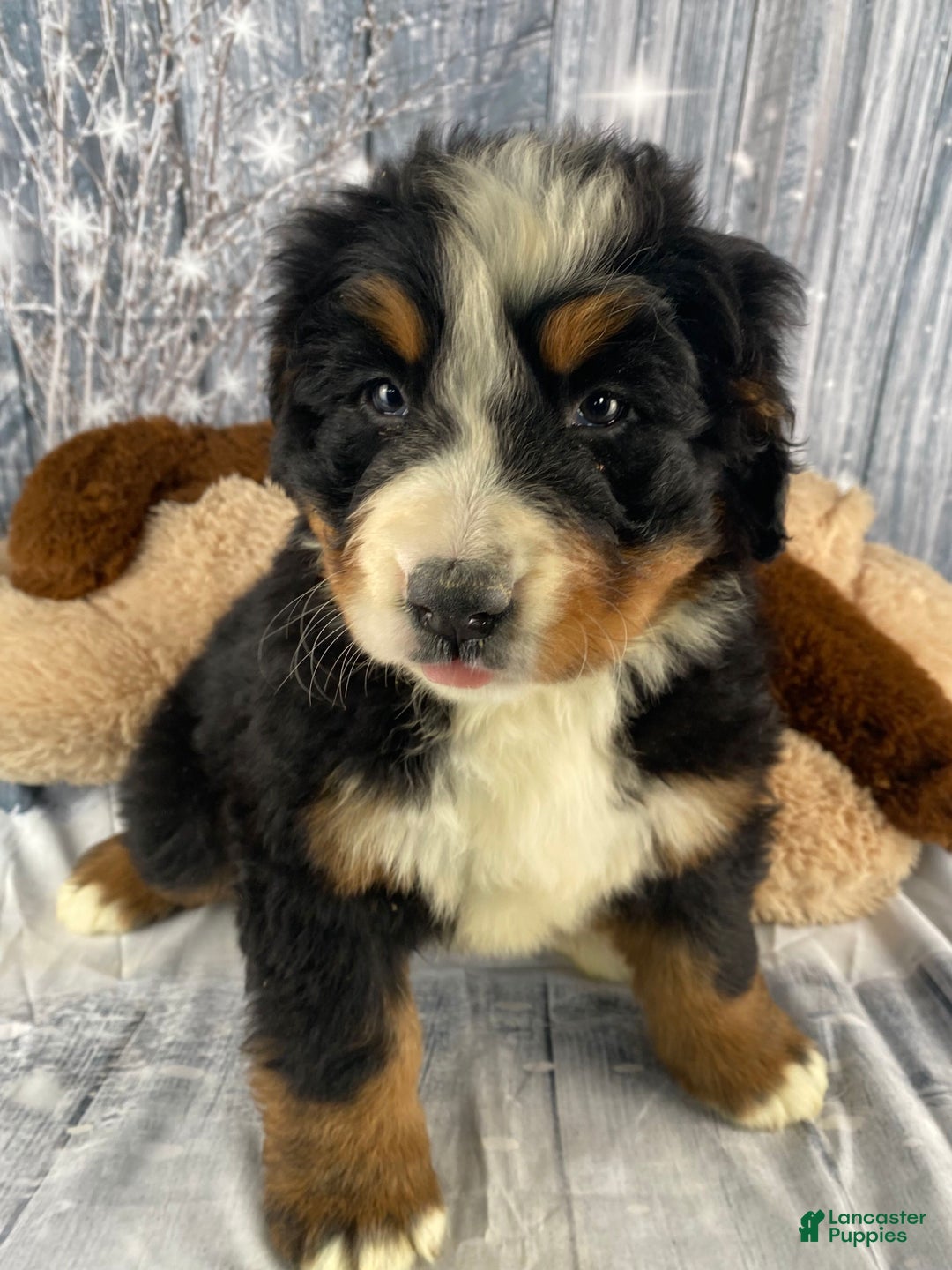 Bernese Mountain Dog dogs for sale: Trixie - Ad 12