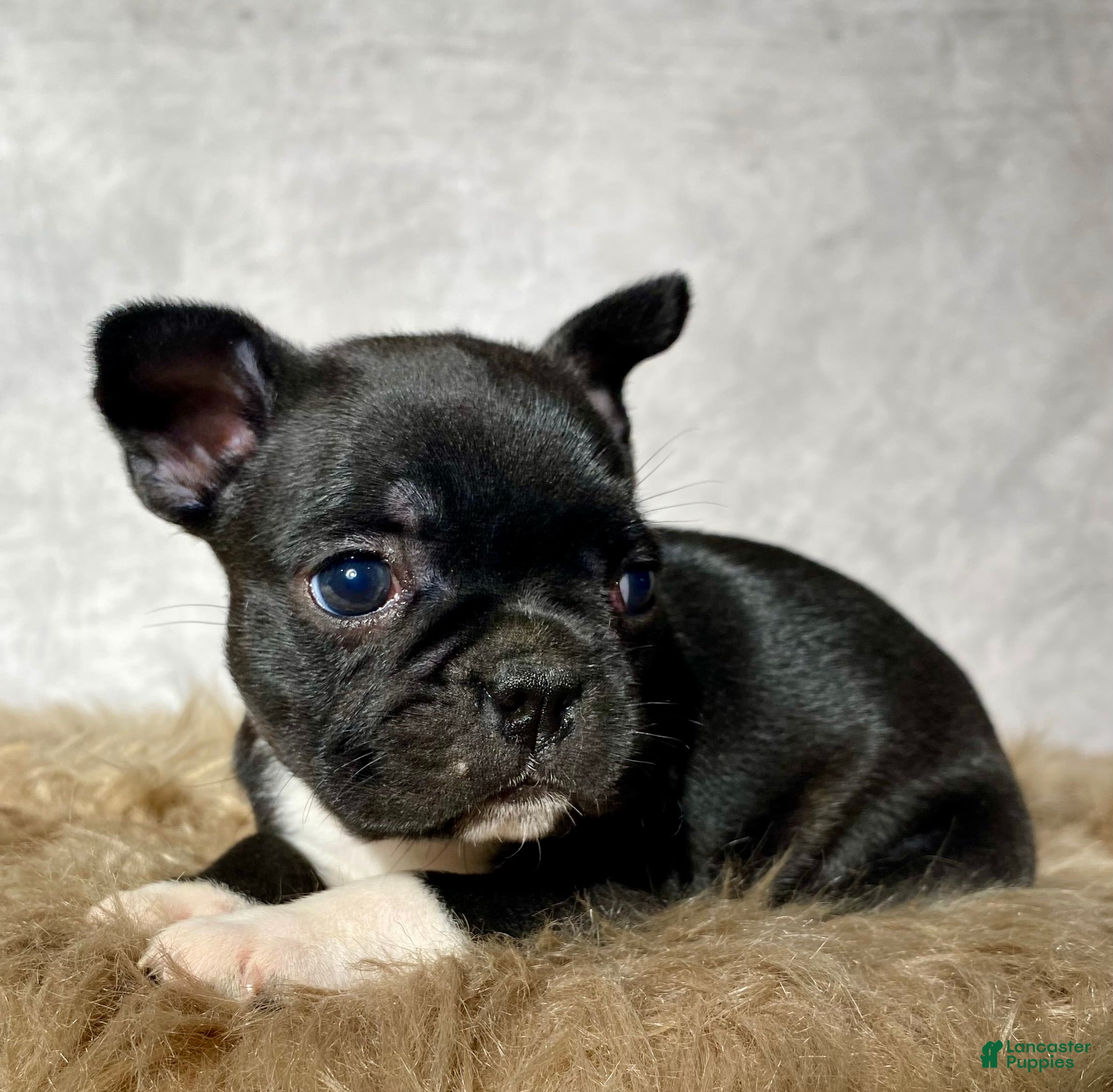 Mixed Breed dogs Miss Bella  - Ad 1