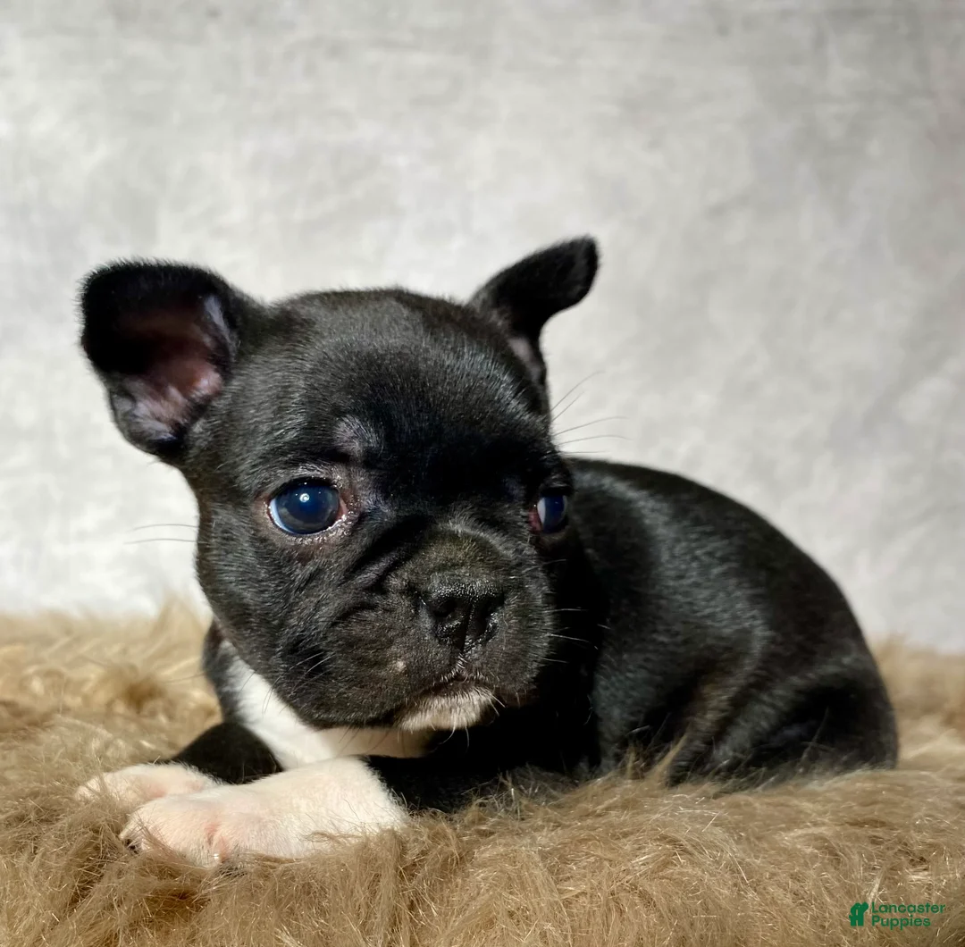 Mixed Breed dogs for sale: Miss Bella  - Ad 1