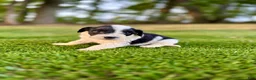 Portuguese Water Dog dogs for sale: Cooper - Ad 10
