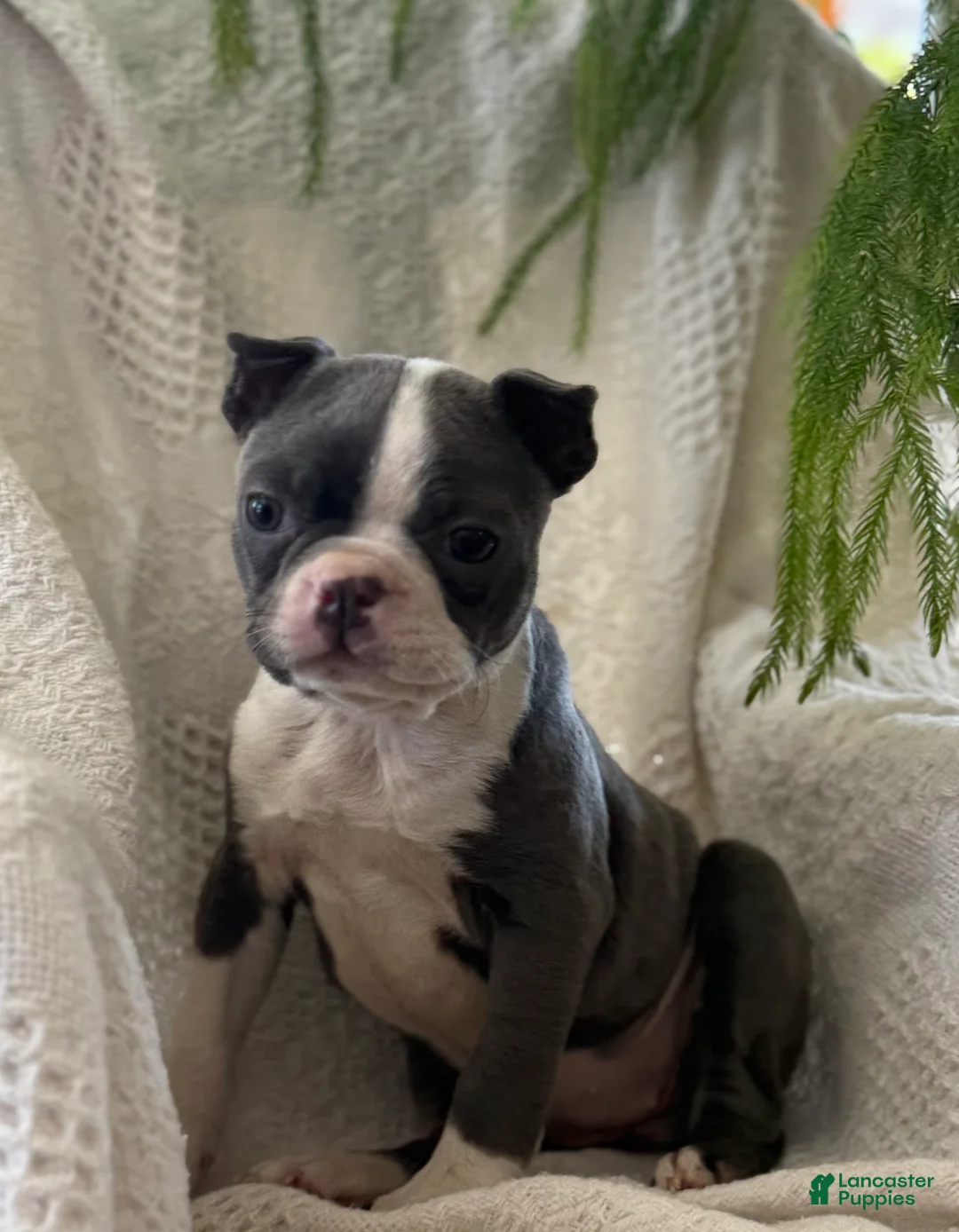 Boston Terrier dogs for sale: Remi - Ad 2