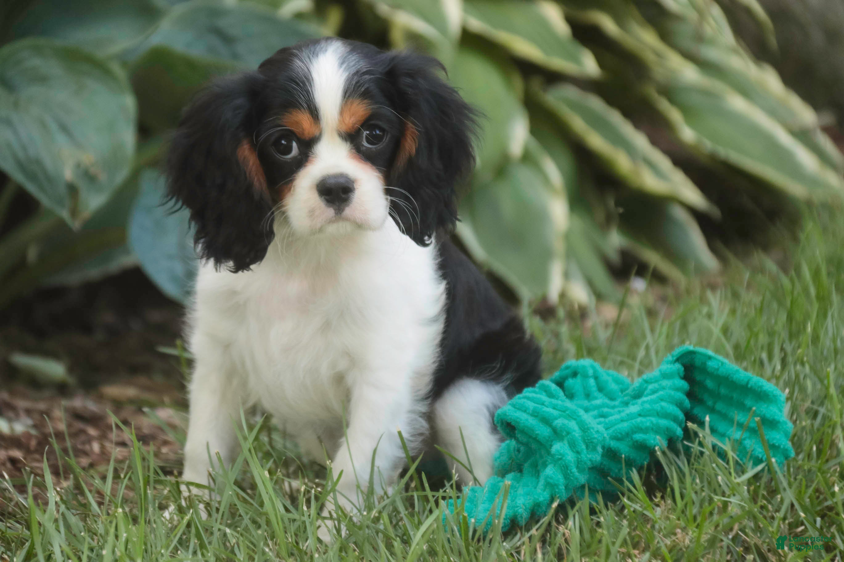 Cavalier King Charles Spaniel dogs Percy Cavalier King Charles Spaniel  - Ad 2