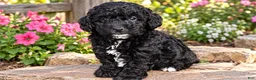 Miniature Poodle dogs for sale: Miniature Poodle 1 - Ad 1