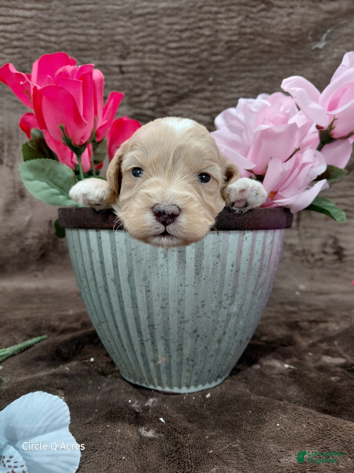 Mini Goldendoodle dogs Eddie - Ad 27