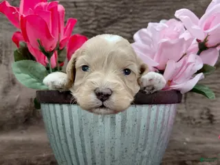 Mini Goldendoodle dogs Eddie - Ad 27