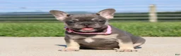 French Bulldog dogs for sale: Gloria - Ad 4