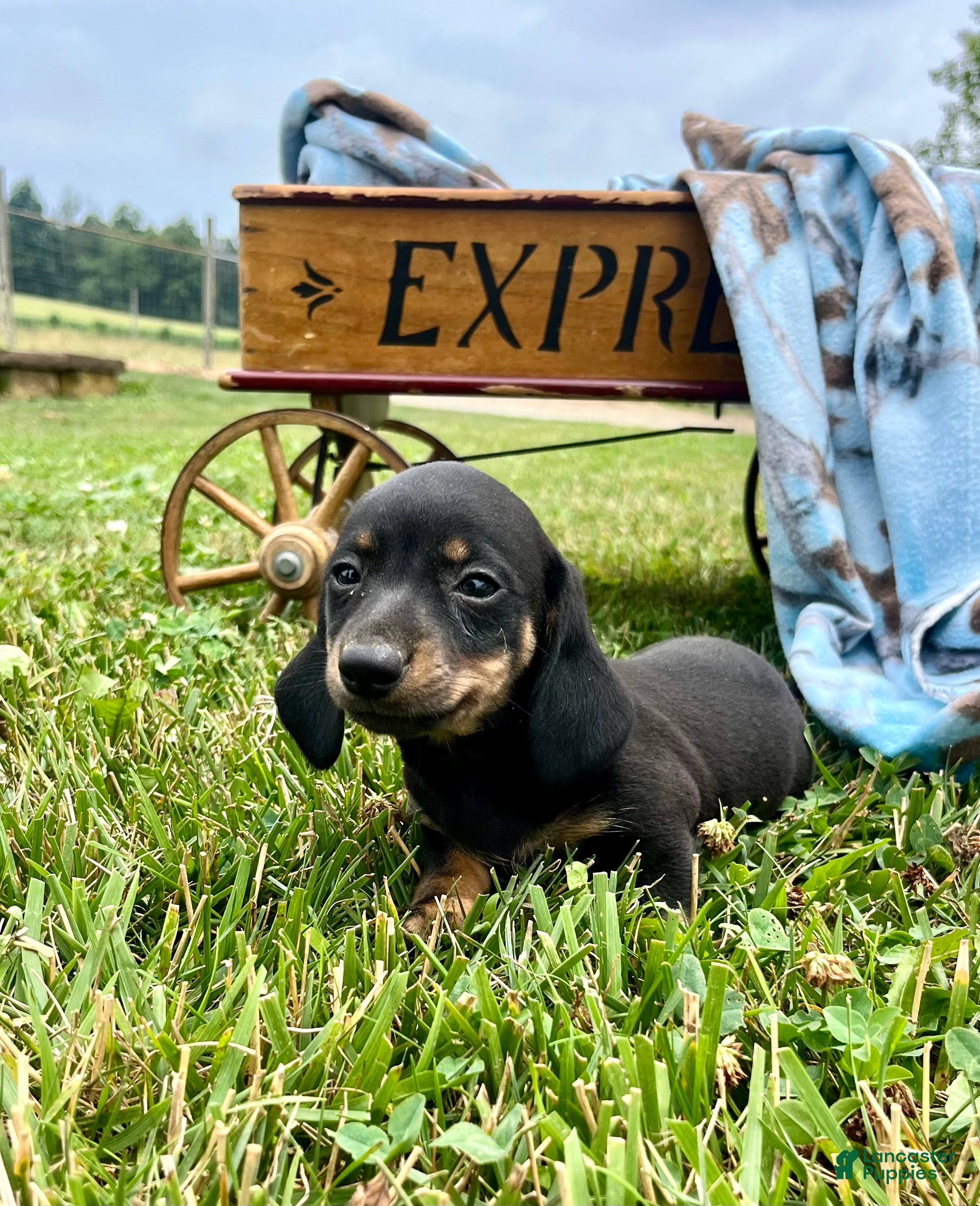 Dachshund dogs Duke - Ad 1