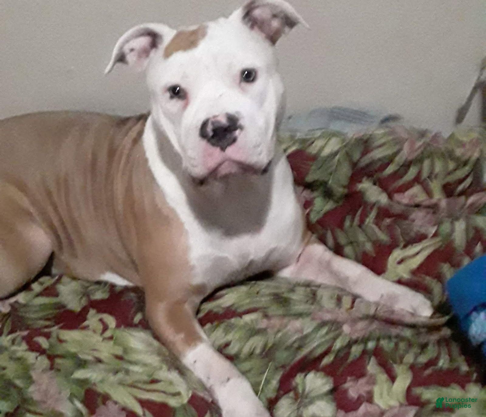 American Bully dogs Frenchie  Maxx - Ad 2