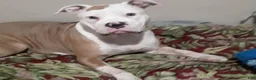 American Bully dogs for sale: American Bully 2 - Ad 4