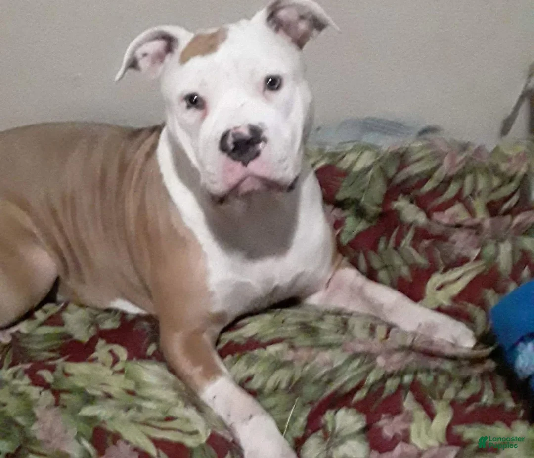 American Bully dogs for sale: American Bully 2 - Ad 4