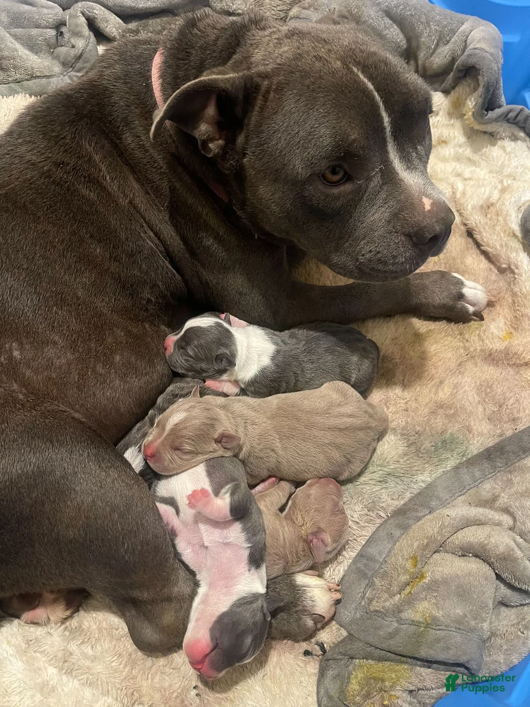 American Bully dogs for sale: Musketeer 1 - Ad 2