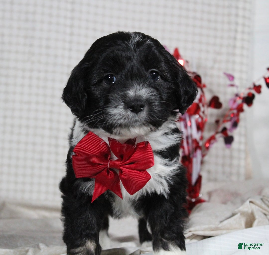 Mini Aussiedoodle dogs for sale: Ollie - Ad 2