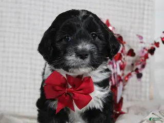 Mini Aussiedoodle dogs Ollie - Ad 20