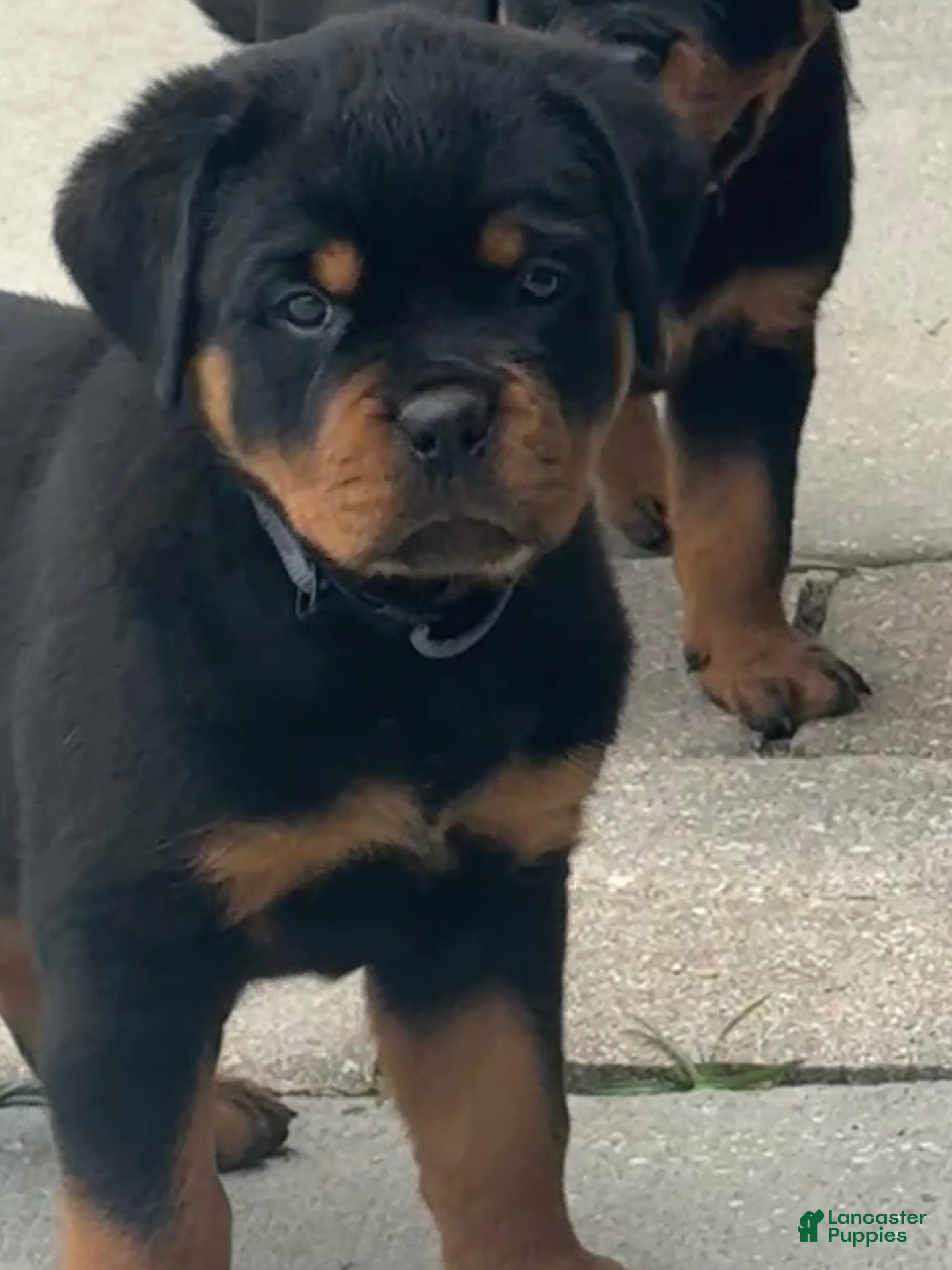 Rottweiler dogs Bristol - Ad 1