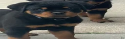 Rottweiler dogs for sale: Bristol - Ad 1