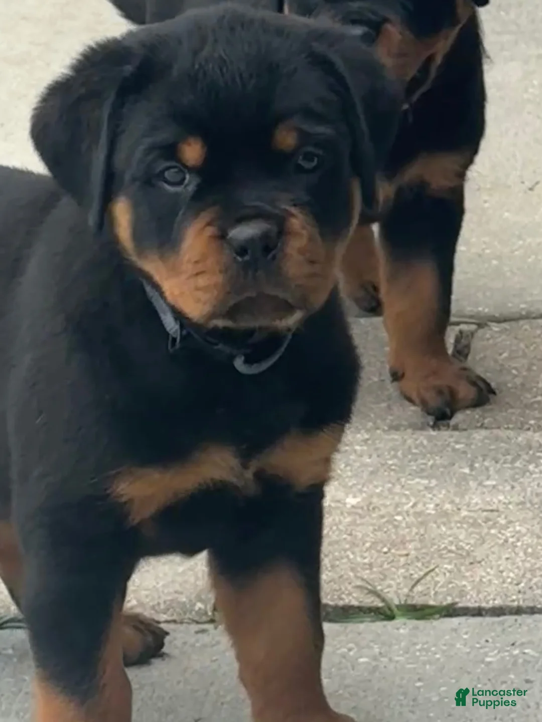 Rottweiler dogs for sale: Bristol - Ad 1