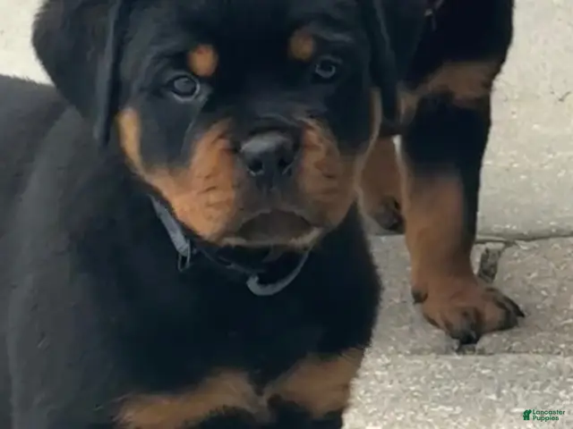 Rottweiler dogs Bristol - Ad 1