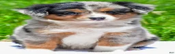 Miniature Australian Shepherd dogs for sale: Felisha - Ad 4