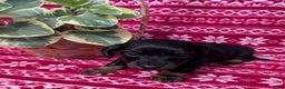 Miniature Dachshund dogs for sale: Alice  - Ad 6