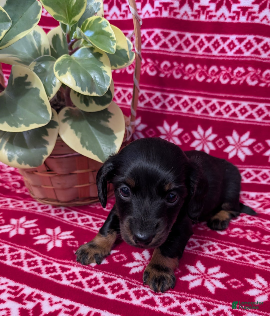 Miniature Dachshund dogs for sale: Alice  - Ad 6