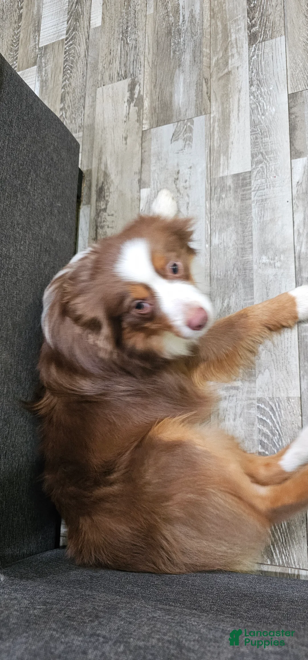 Miniature Australian Shepherd dogs for sale: Bread - Ad 2