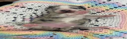 Pomsky dogs for sale: Elizabeth  - Ad 3