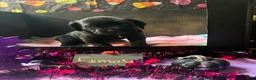 Cane Corso dogs for sale: Cane Corso 2 - Ad 3