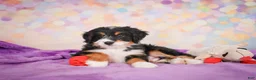 Mini Bernedoodle dogs for sale: Sparky - Ad 9