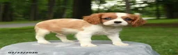 Cavalier King Charles Spaniel dogs for sale: Magnolia - Ad 1