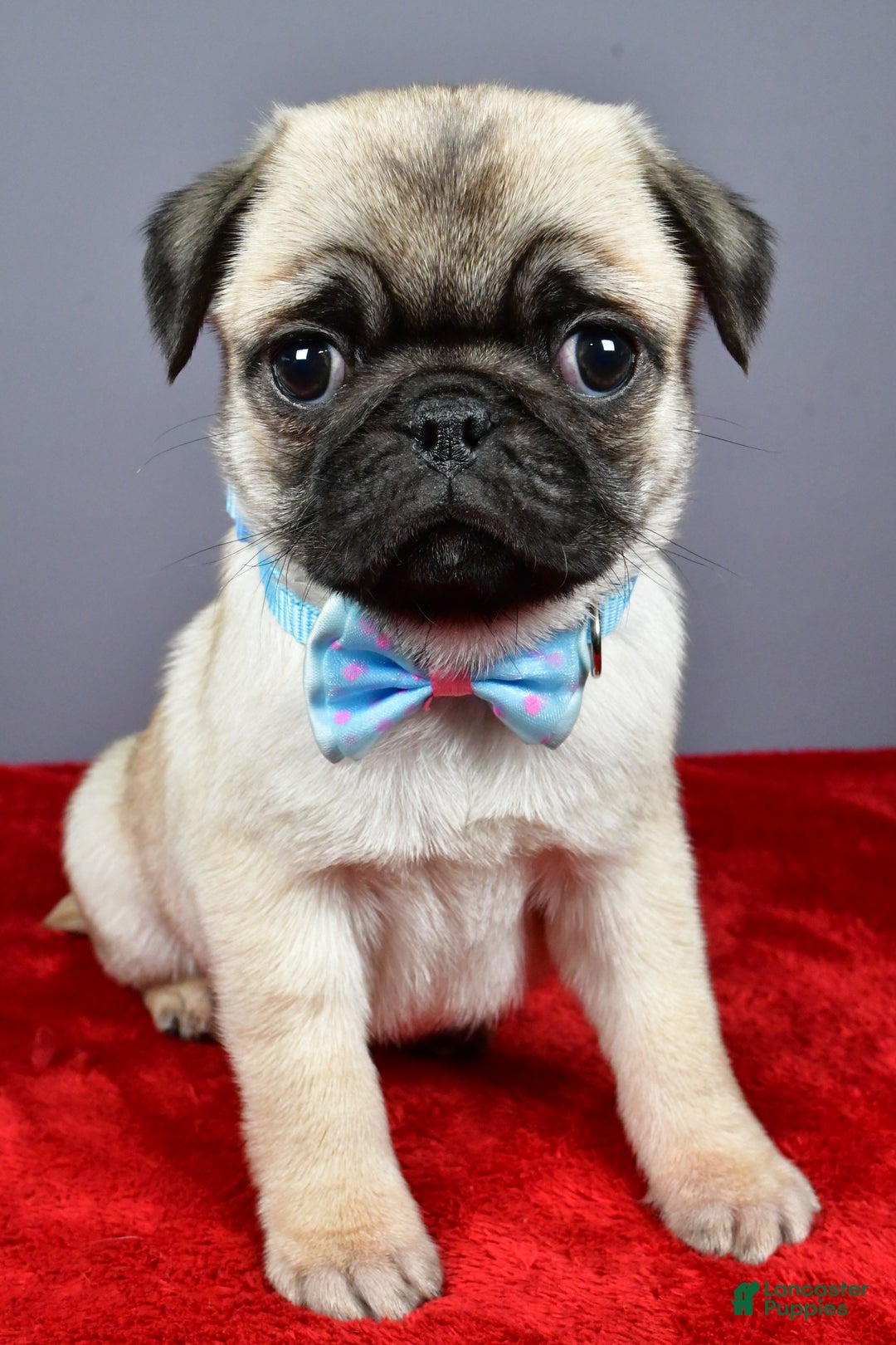 Pug dogs for sale: Toby - Ad 6