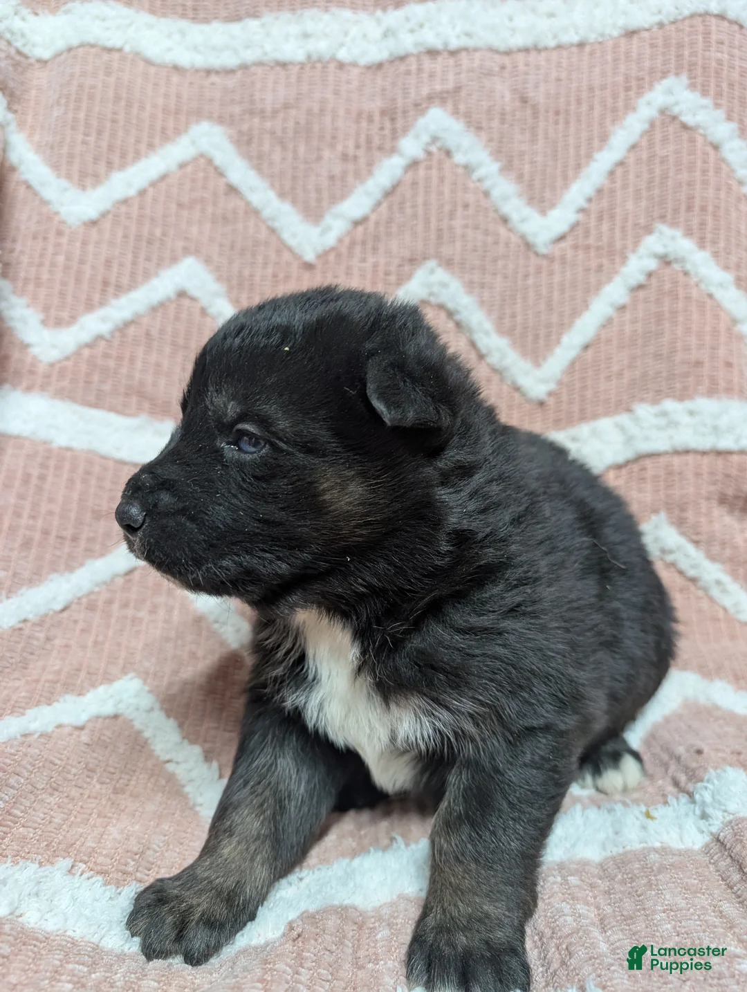 Gerberian Shepsky dogs for sale: Camilla  - Ad 2