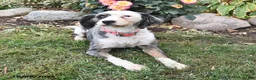 Bernedoodle dogs for sale: Buttercup - Ad 6