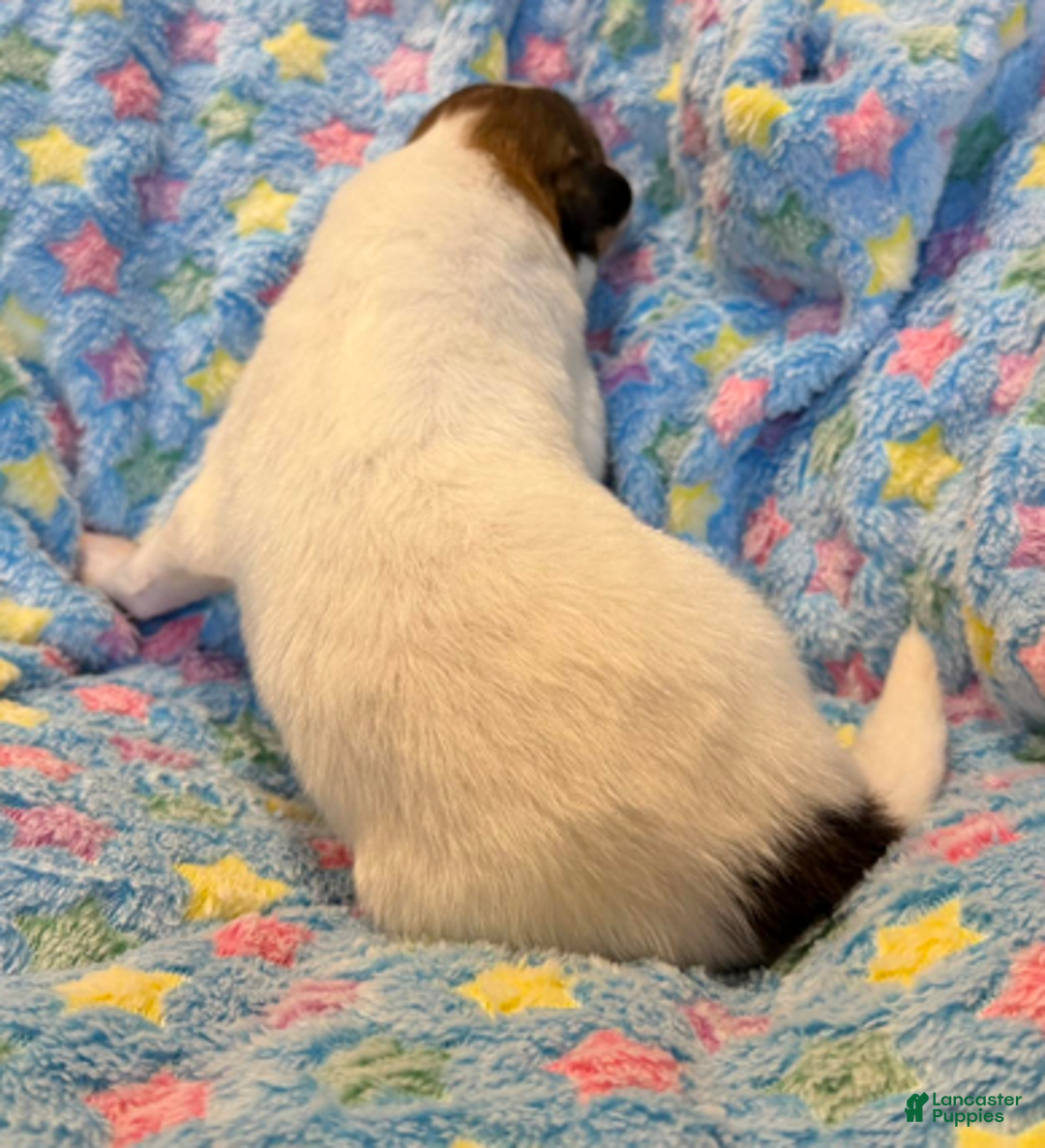 Collie dogs for sale: Tim - Ad 3