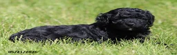 Miniature Poodle dogs for sale: Max - Ad 7