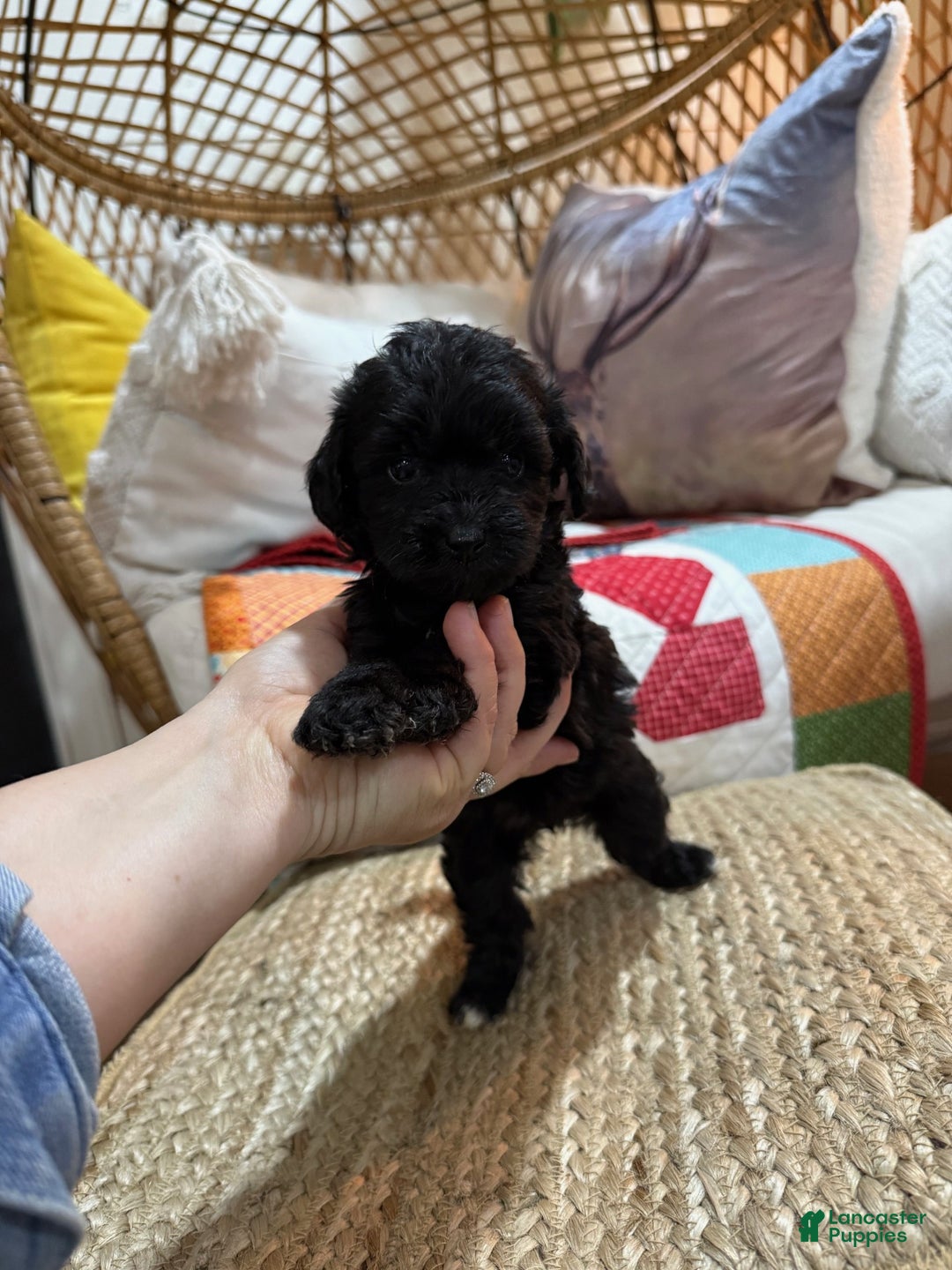 Mini Aussiedoodle dogs for sale: Molly - Ad 1