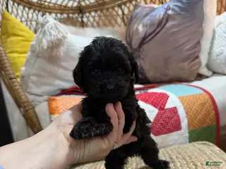 Mini Aussiedoodle dogs Molly - Ad 1